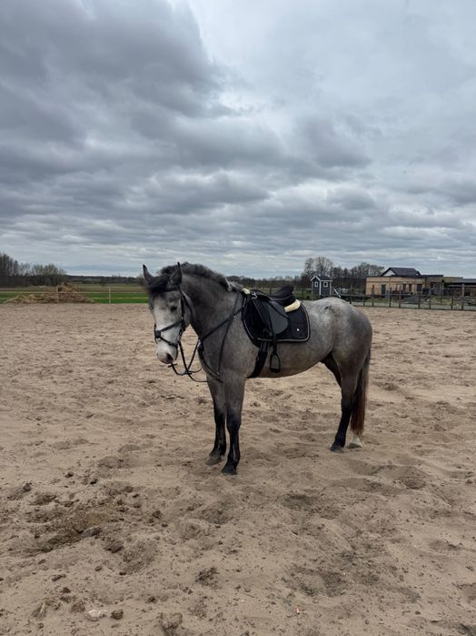 Piękny siwy Wałach