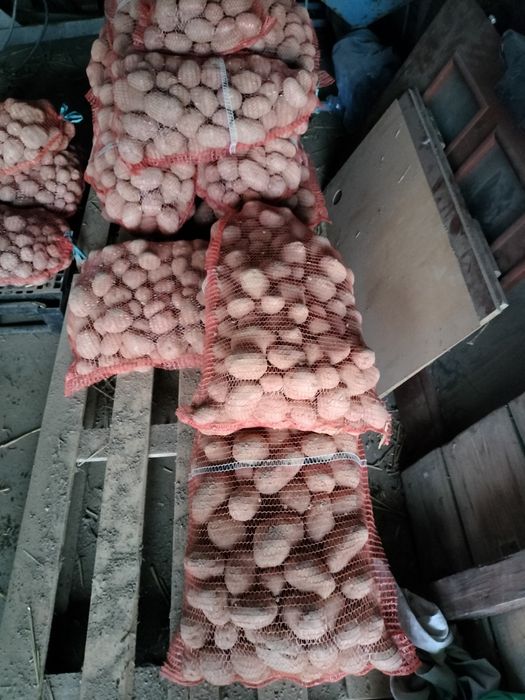 Ziemniaki w drugim gatunku