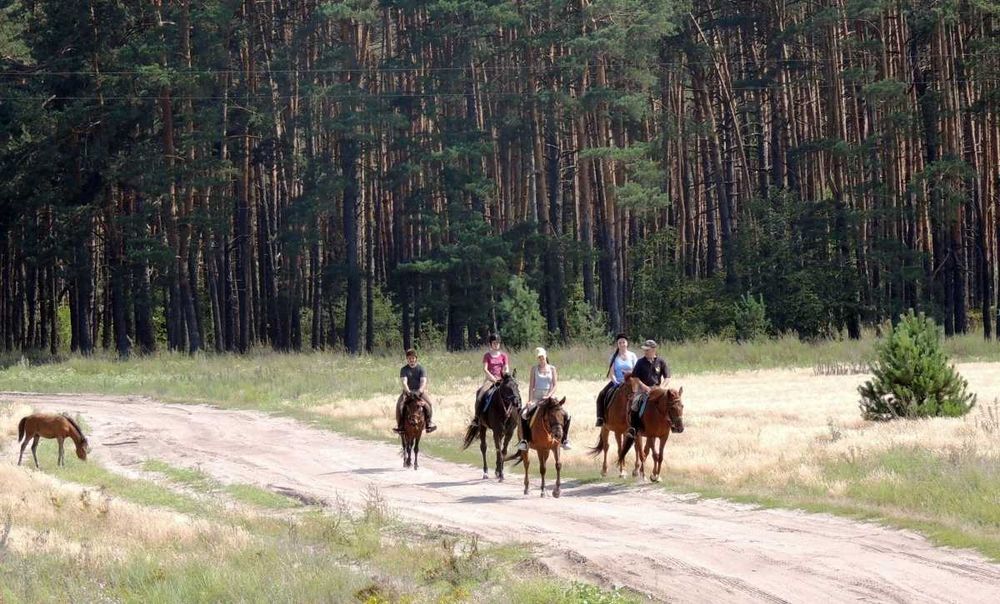 Оренда стайні на 12 денників.