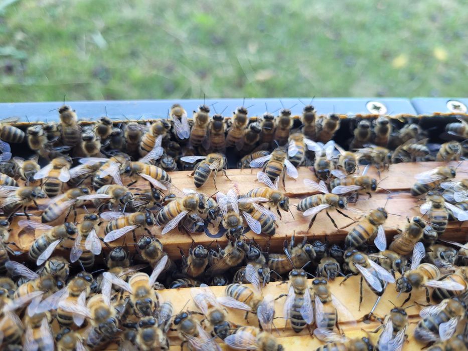 Naturalny miód z maliną 400g – polski miód prosto z pasieki z maliną.