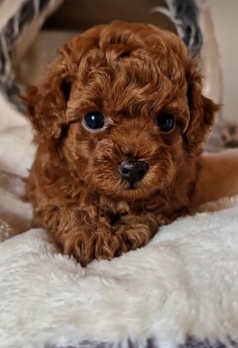 Дівчинка . той пудель .