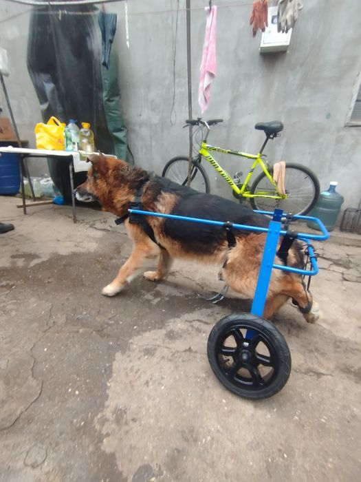 Інвалідний візок для вівчарки лабрадора великої собаки. Виготовлення