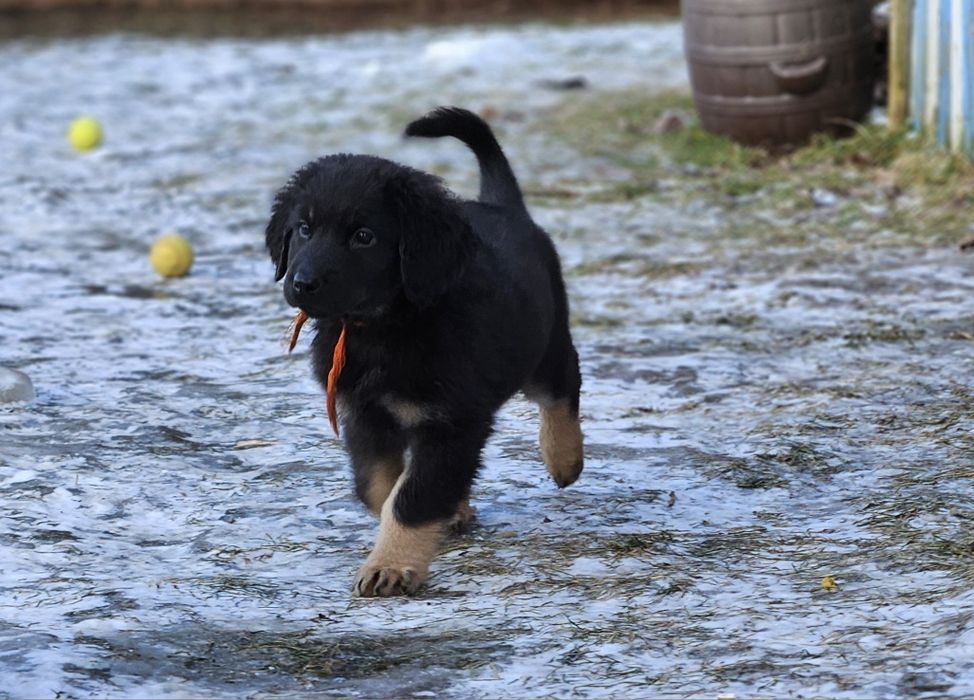 szczenię rasy Hovawart