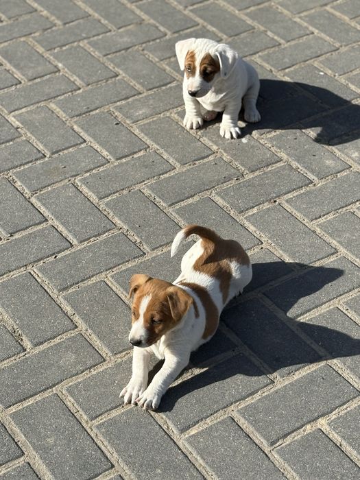 Pieski Jack Russell Terrier