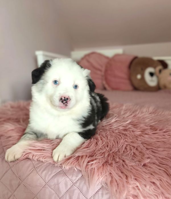 Pies rasy Border Collie