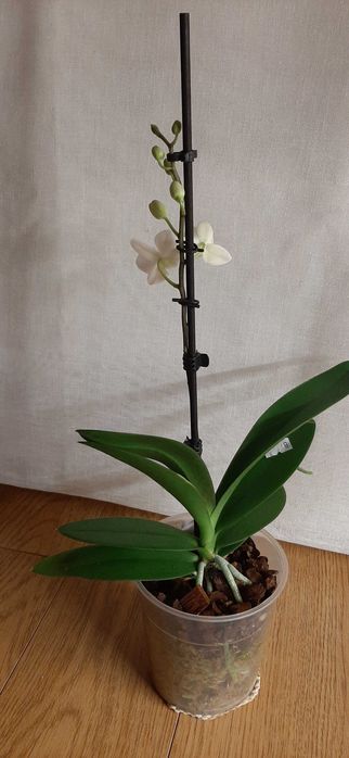 Фаленопсис орхидеи цветущие