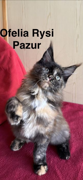 Szczęśliws dorodna koteczka maine coon