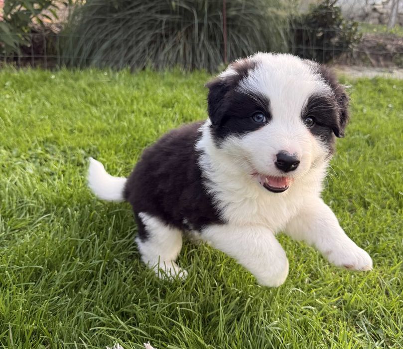 Szczeniak Border collie piesek czarno - biały Niko (BADANIA)
