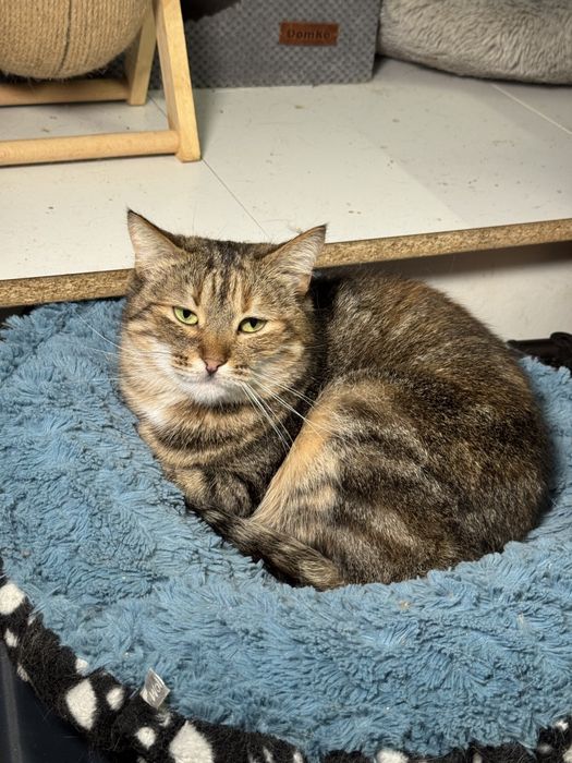 Котейки  в добрые руки