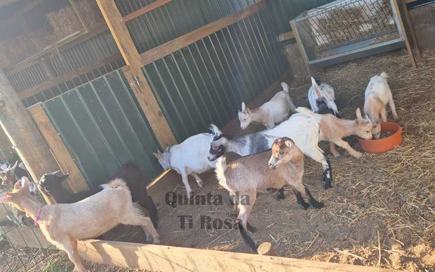 Cabras Anãs / Cabras Micro Anãs