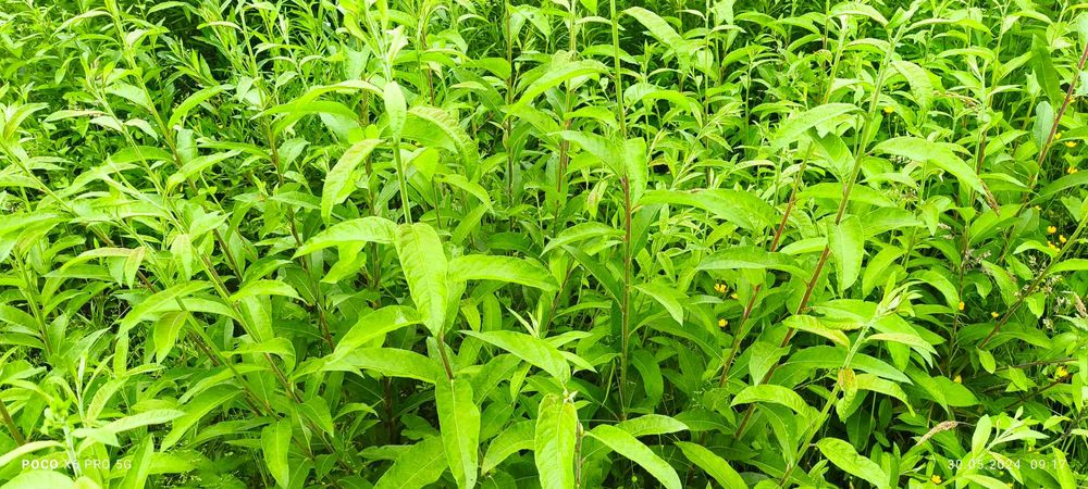 Лоза американка черенки