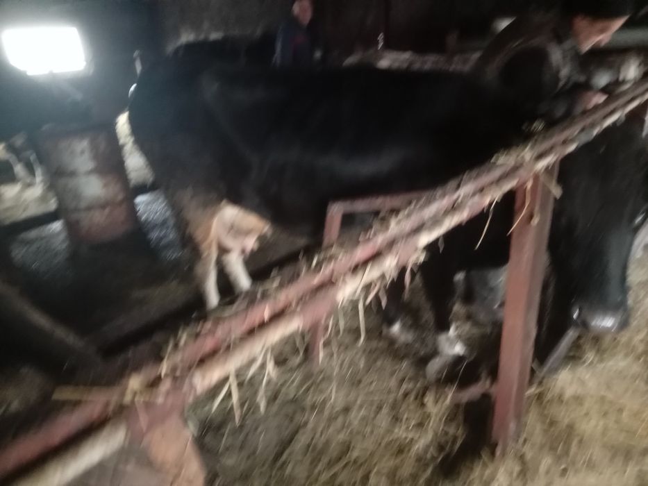 Продам добру молоду корову