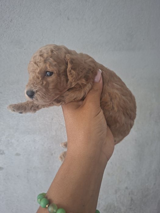 Caniche macho  lindo