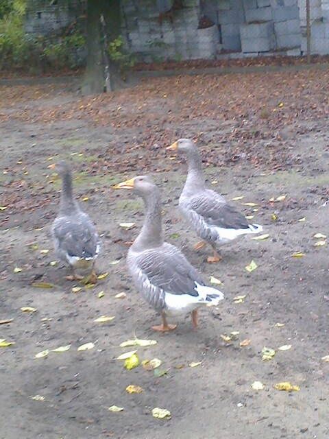 Sprzedam gęsi 3 sztuki