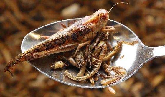 Туркменський тарган любого розміру 1 шт 2 грн,  цвіркуни та інші