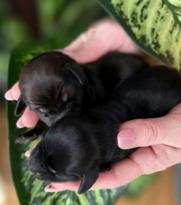 Jamnik króliczy długowłosy FCI ZkwP