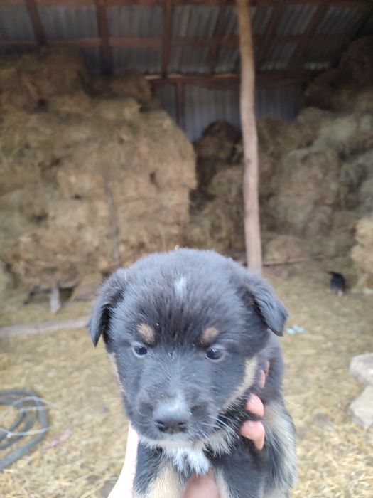 Продаються щінки