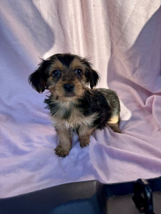 Menina - 2.5 meses, xYorkshire (5kg)