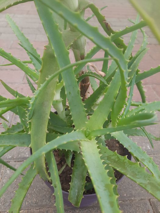 Aloesy 70/80cm 3-letnie