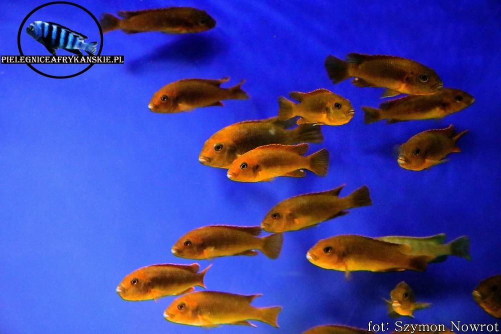 Pyszczaki z Malawi. Hodowla. Aulonocara mix. Wysyłka na cały kraj.