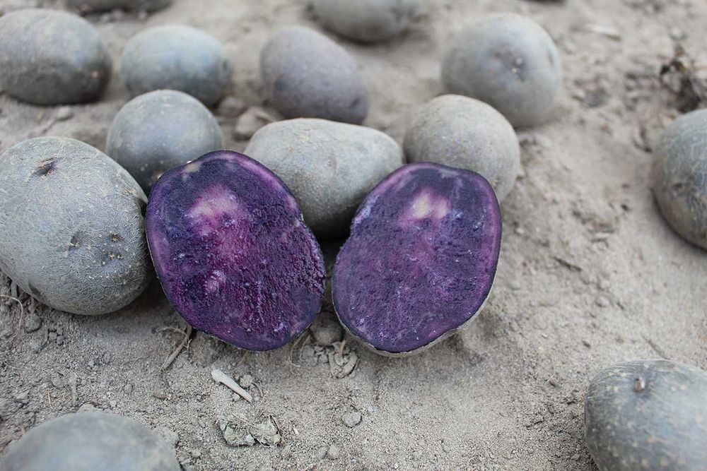 Ziemniaki truflowe/fioletowe, bardzo zdrowe, ekologiczne!