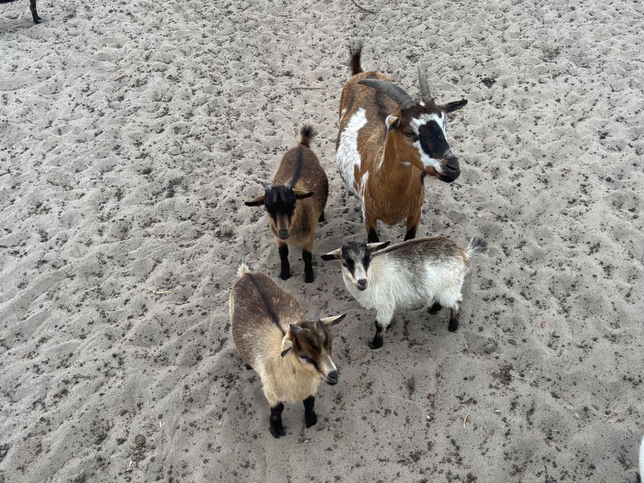 Cabras anãs bebés