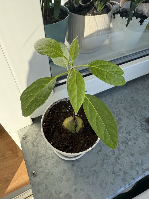 Вазонок. Дерево авокадо