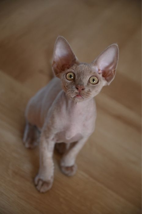 Kocurek Devon Rex