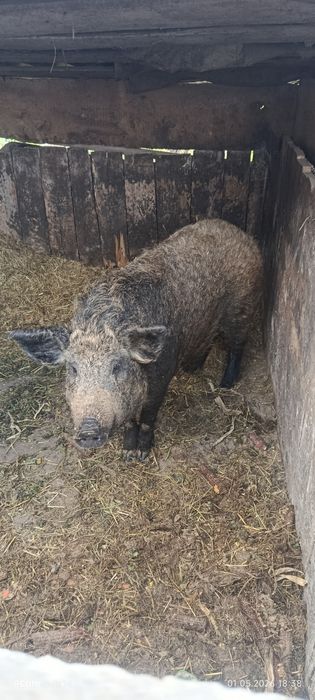 Продам Свині порода Мангали