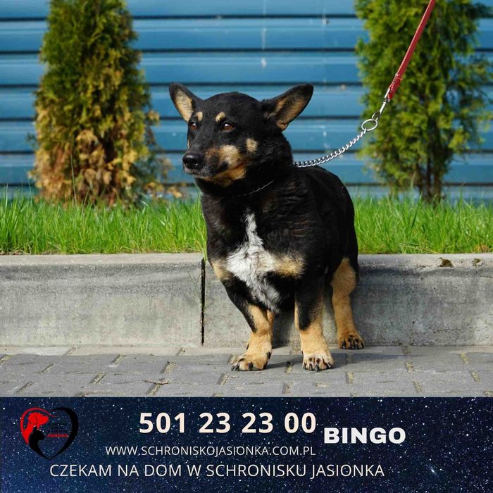 BINGO do adopcji – Schronisko Jasionka