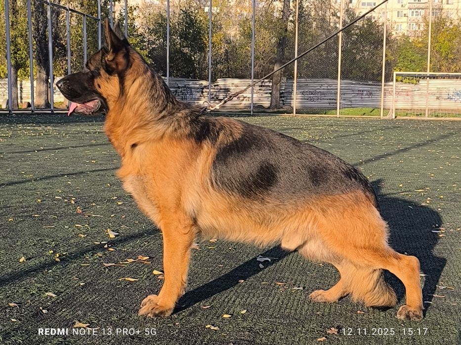 Високородне цуценя німецької вівчарки