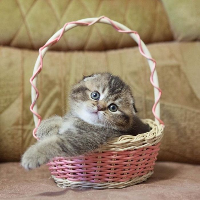 Прекрасные котята