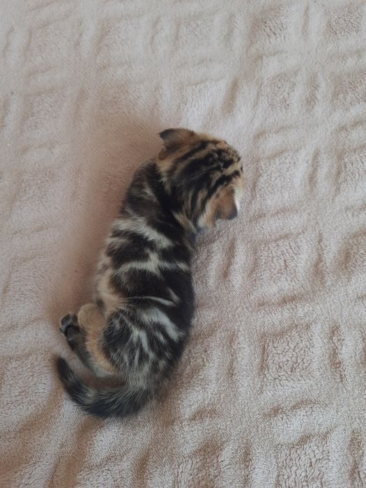 Шотландська висловуха дівчинка