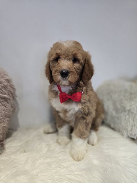 Goldendoodle f1 standard