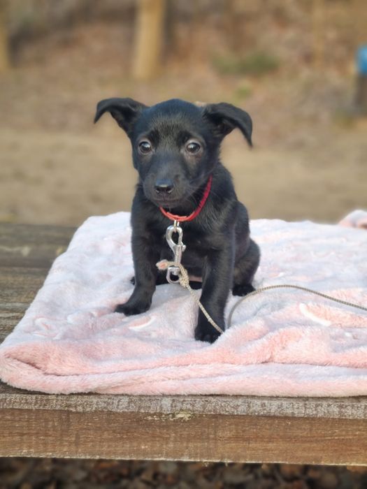 Piękna suczka szuka domu
