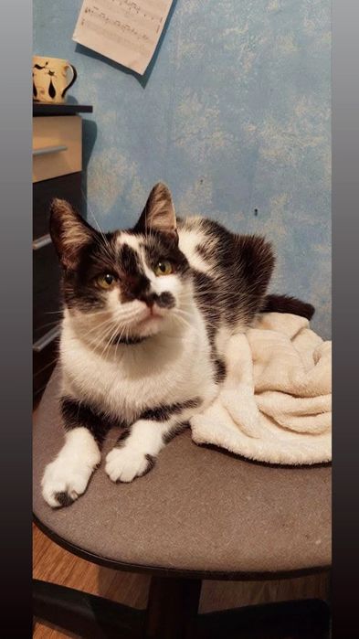 Отдам серо- белую кошку,  стерилизована,  2 года