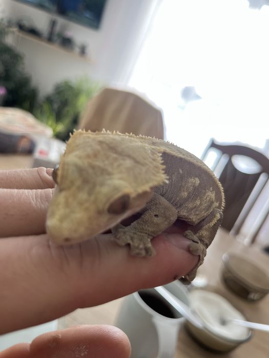 Gekony orzesione z wyposażeniem