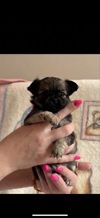 Chlopiec chihuahua