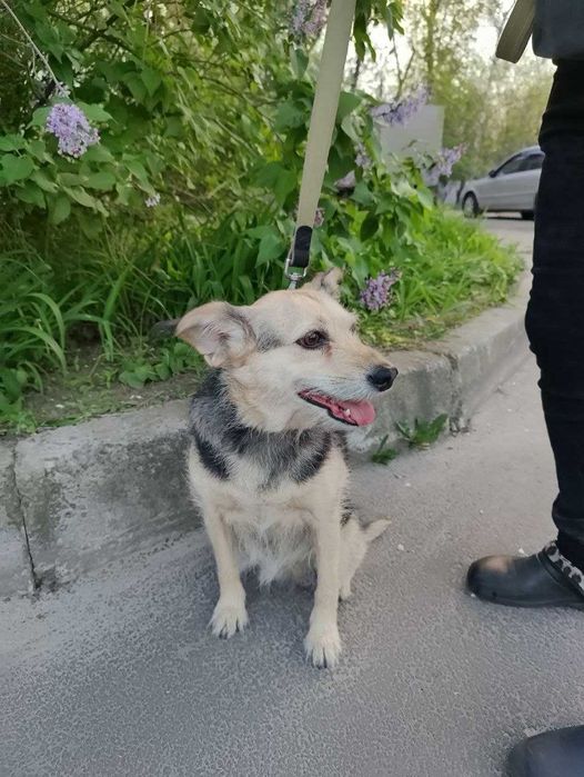 Очень симпатичная собачка Адель-добрая душа, возраст 3+