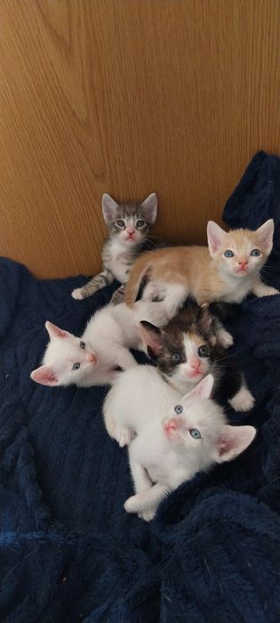 Filhotes de gatos para adoção responsável