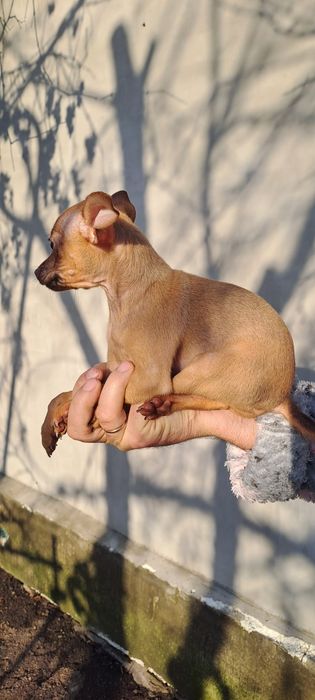 Охрана для кармана!