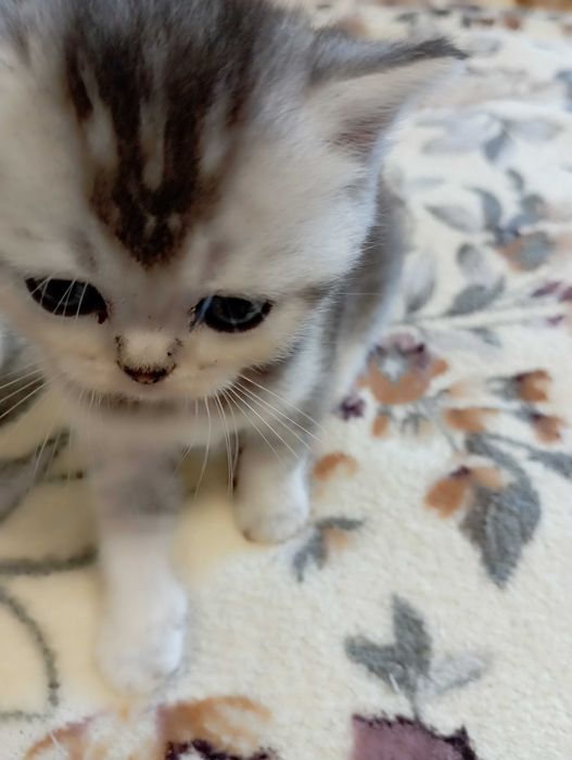 Шотландське кошеня