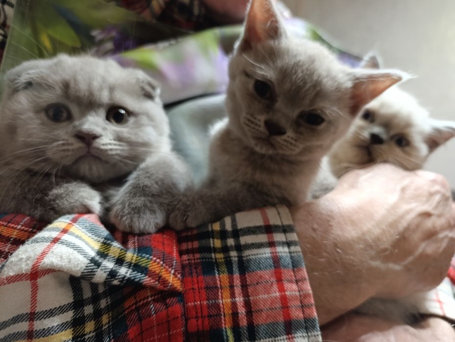 Шотландські котенята