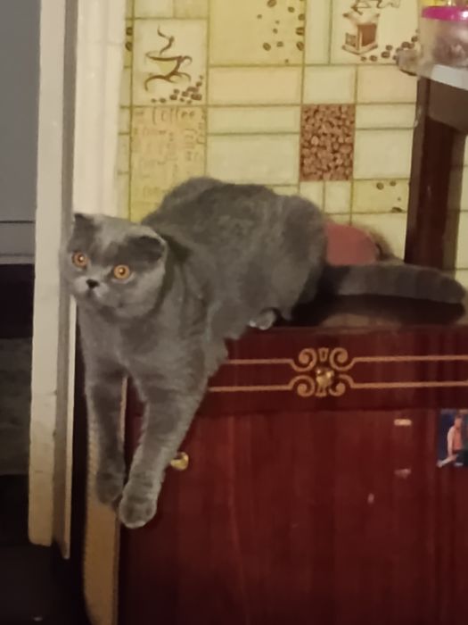 Продам шотландського котика 3,5 місяці