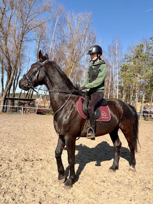 4 letnia spokojna klacz, rekreacja