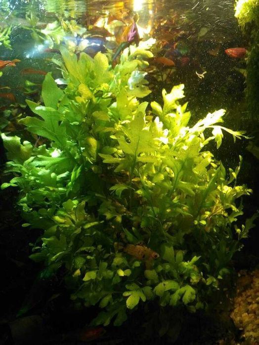 Paprotnica szerokolistna