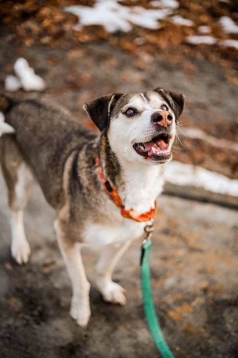 Uroczy Punto do adopcji i pokochania!