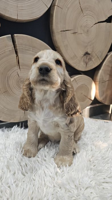 Cocker spaniel angielski