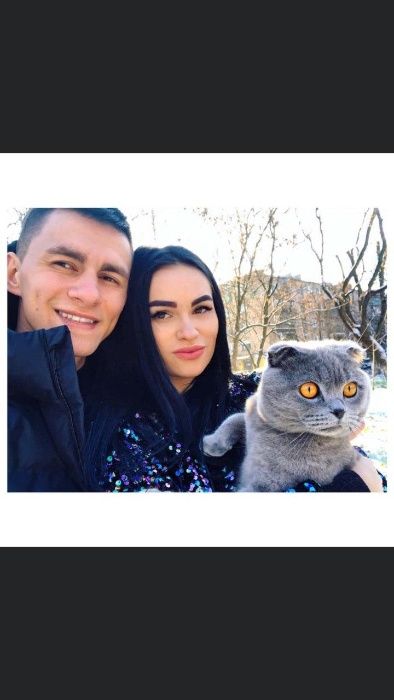 Шотландський висловухий для в’язки