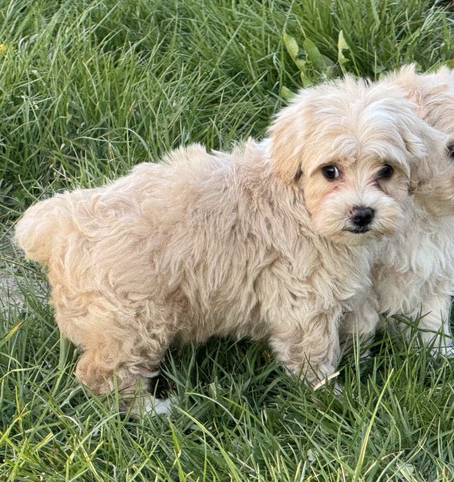 Maltipoo maltańczyk pudel toy szczeniak z rodowodem